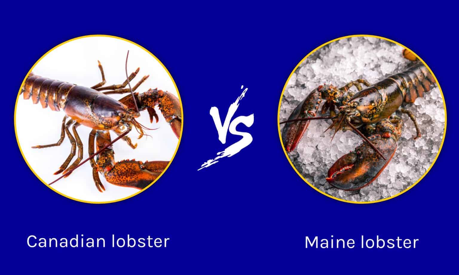 is canadian lobster cheaper than maine lobster