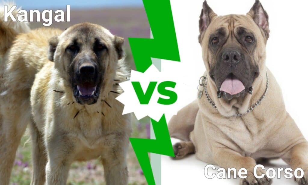 can a kangal beat a cane corso? 2