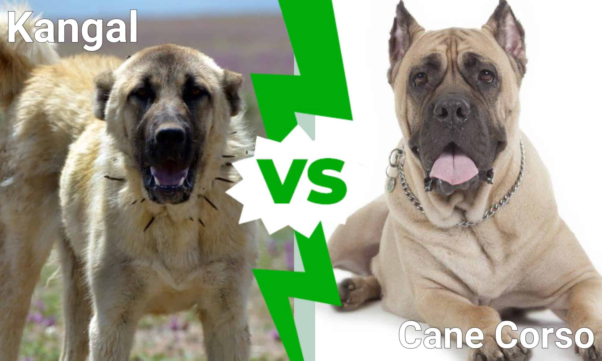 Kangal vs Cane Corso: What’s the Difference? - IMP WORLD