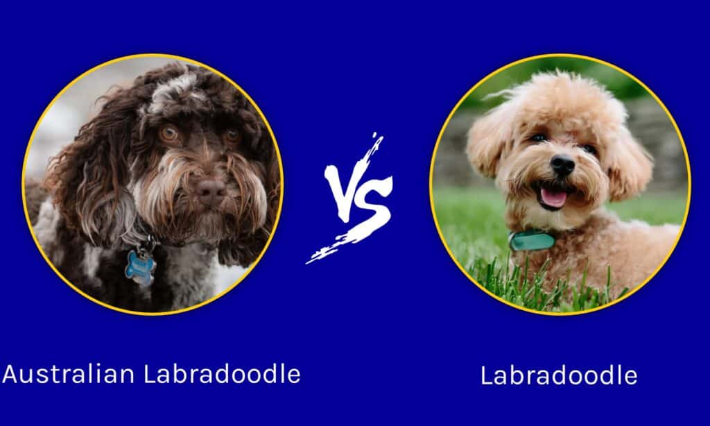 what is the difference between an american labradoodle and an australian labradoodle