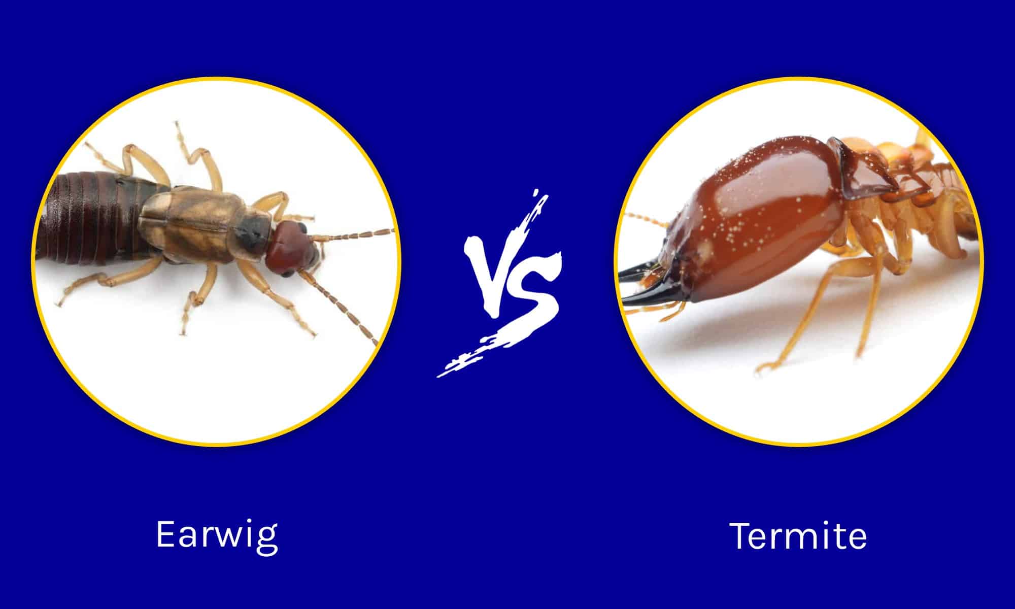 Earwig vs Termite: What Are 8 Key Differences? - IMP WORLD