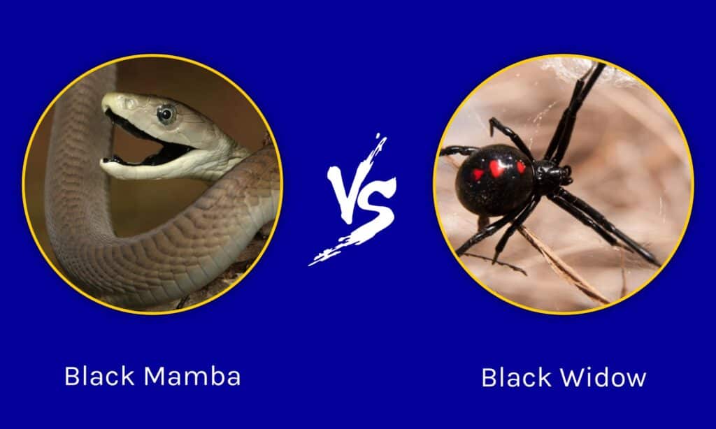 Black Mamba vs Black Widow