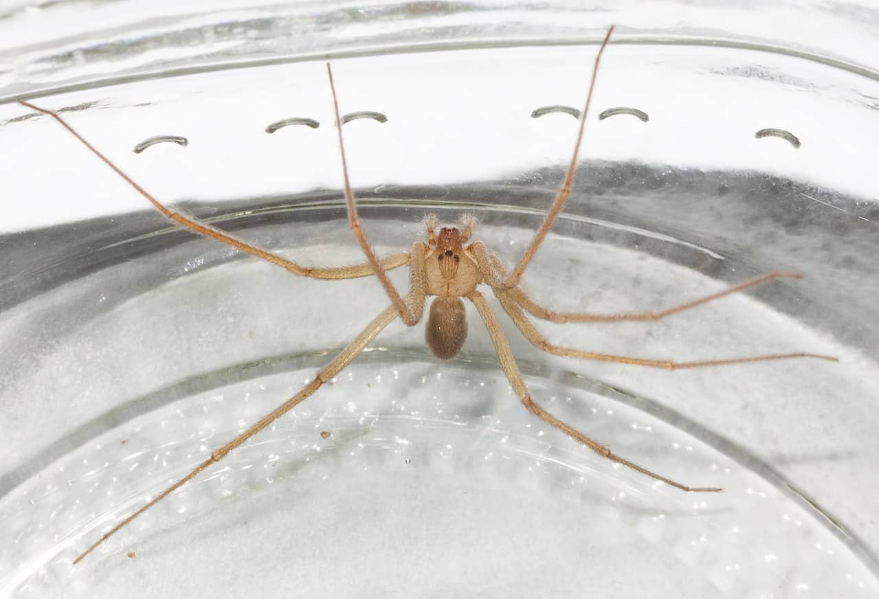 Discover 6 Desert Dwelling Spiders - AZ Animals