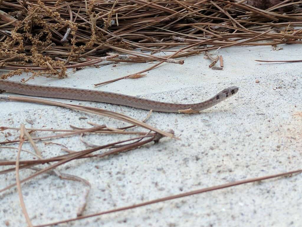 Florida Brown Snake Florida BrownSnake