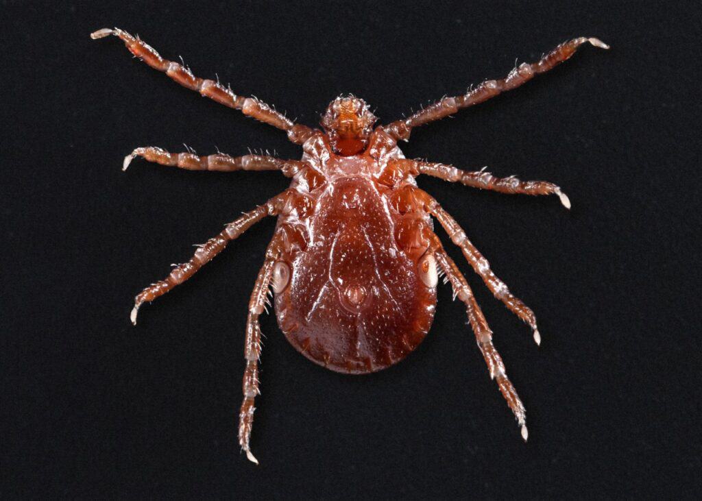 Asian Long-Horned Tick