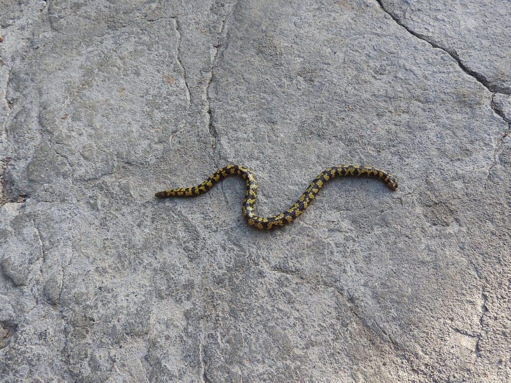 Uropeltis shorttii