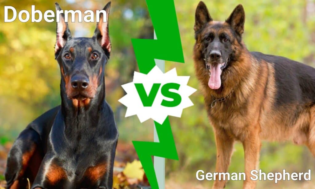 are german shepherds natural good guard dogs