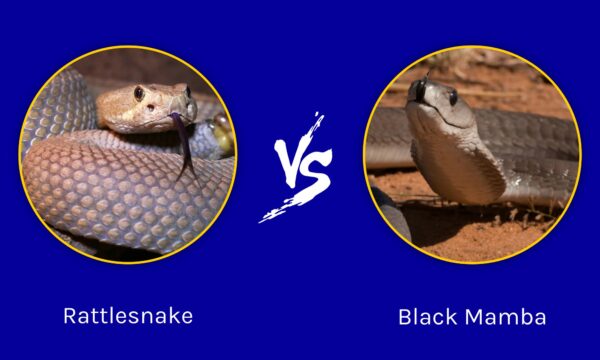 Which is More Venomous: Rattlesnake vs Black Mamba? - A-Z Animals