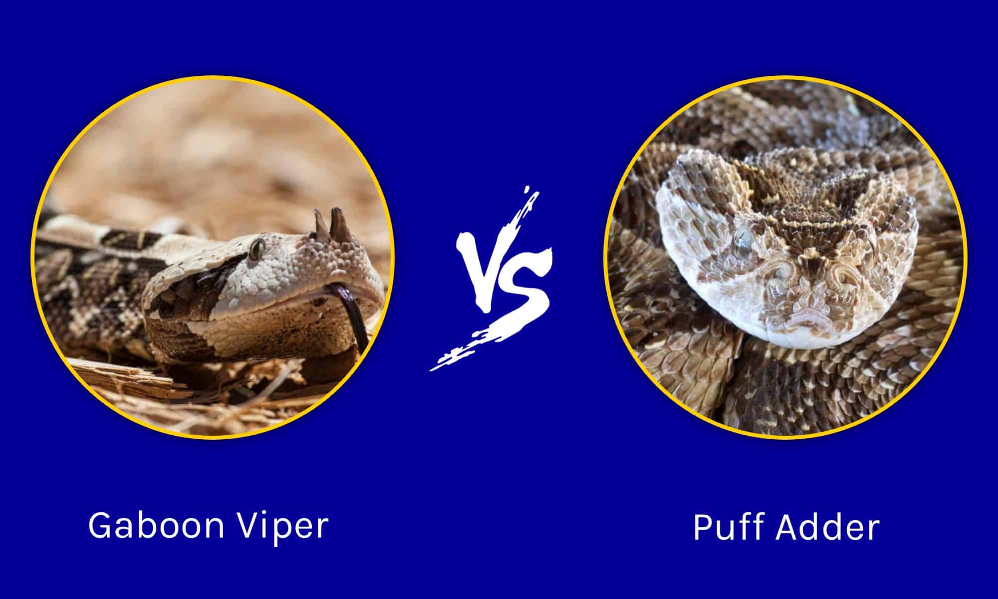 Gaboon Viper vs Puff Adder: The Differences Between Two Venomous Snakes ...