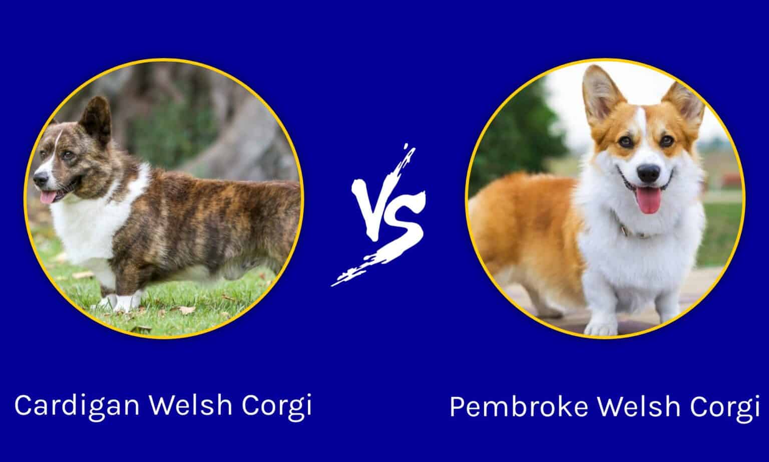 Cardigan Welsh Corgi vs Pembroke Welsh Corgi: What’s the Difference?