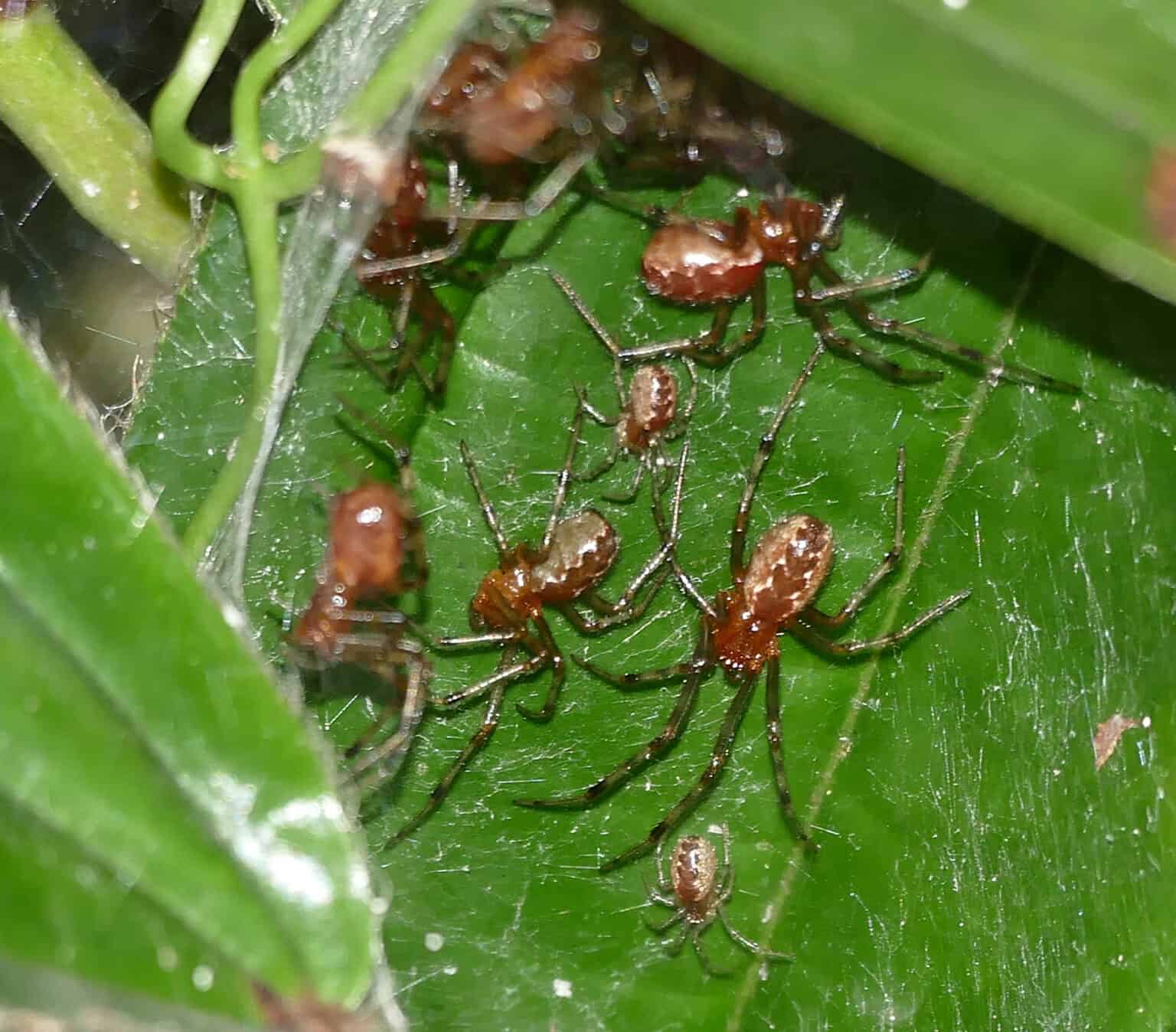 What Is a Group of Spiders Called? AZ Animals