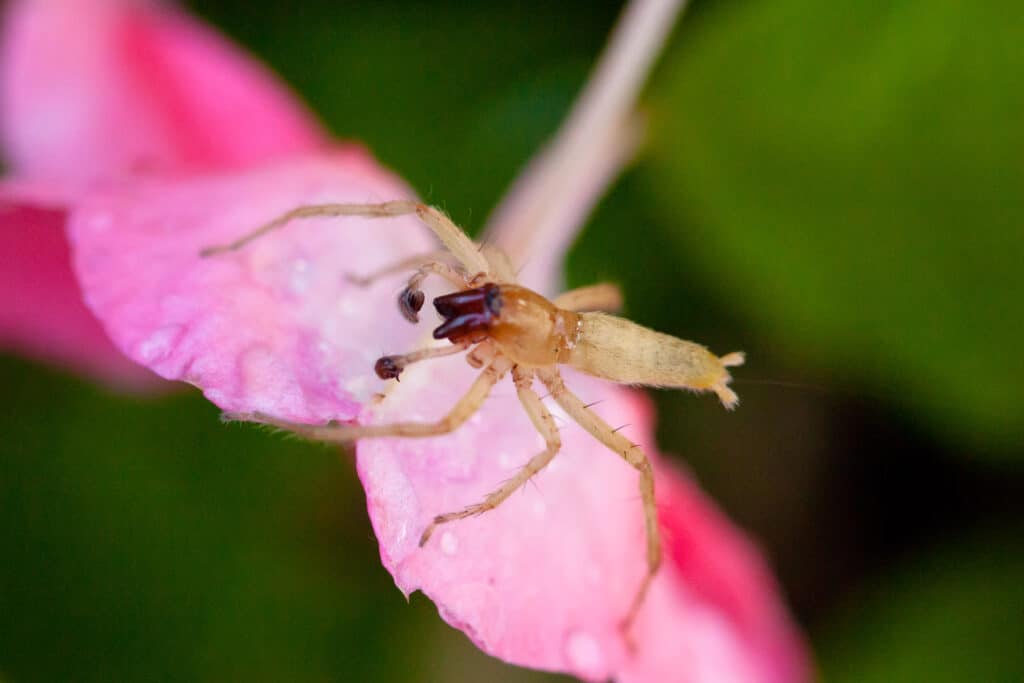 garden ghost spider