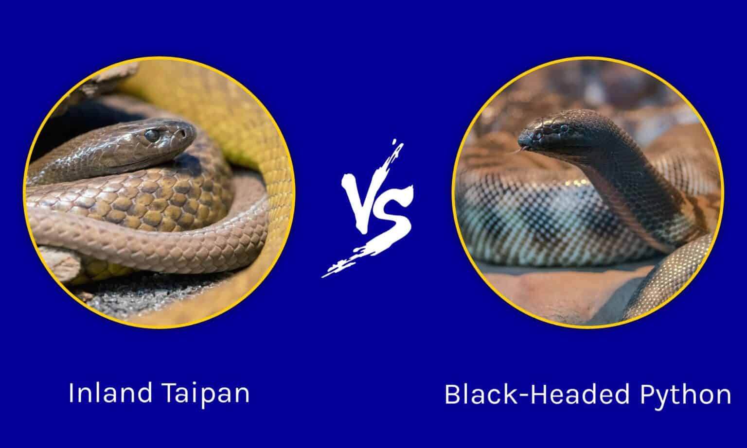 Inland Taipan vs Black-Headed Python: Who Would Win in a Fight? - A-Z ...