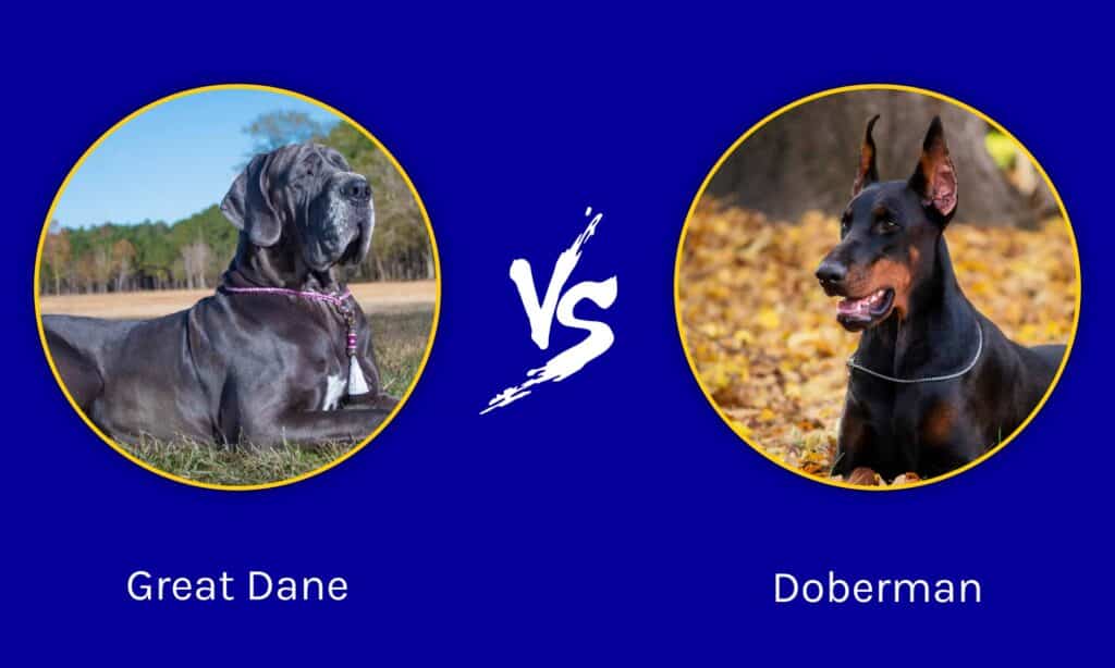 Dane vs Doberman: 8 Key Differences? AZ Animals