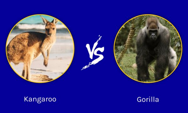 Kangaroo vs Gorilla: Who Would Win in a Fight? - A-Z Animals