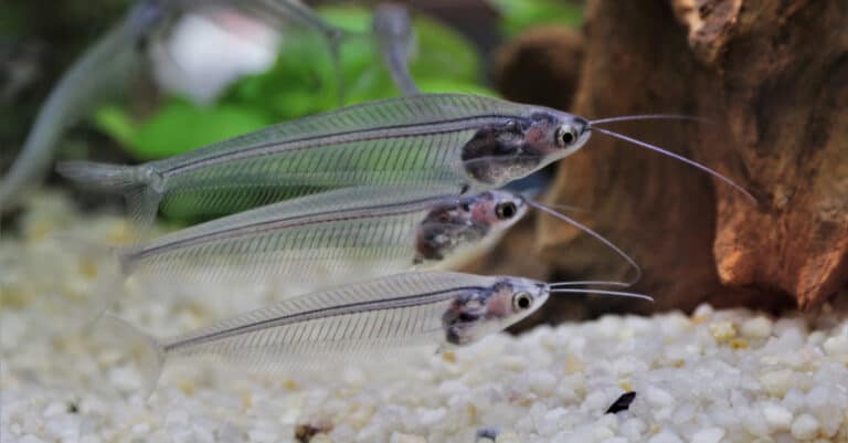 3 glass catfish in an aquarium