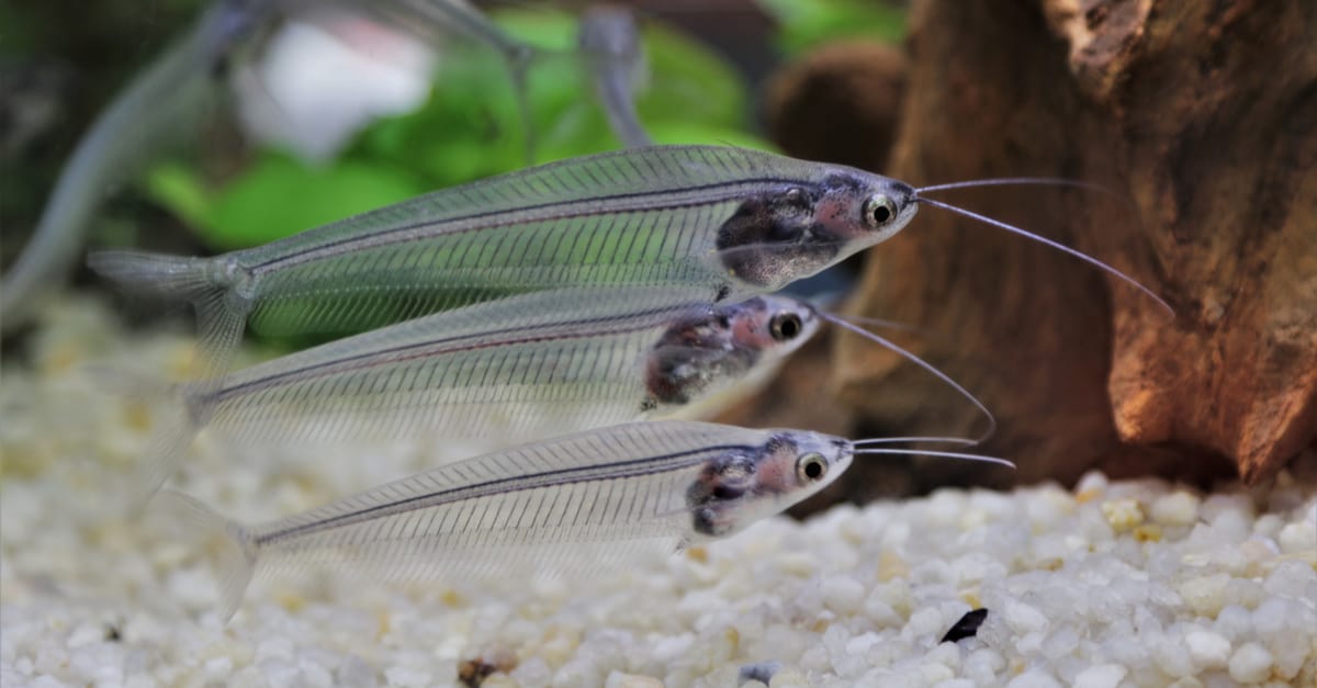 ghost catfish with other fish