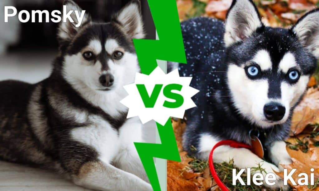 Pomsky vs Klee Kai