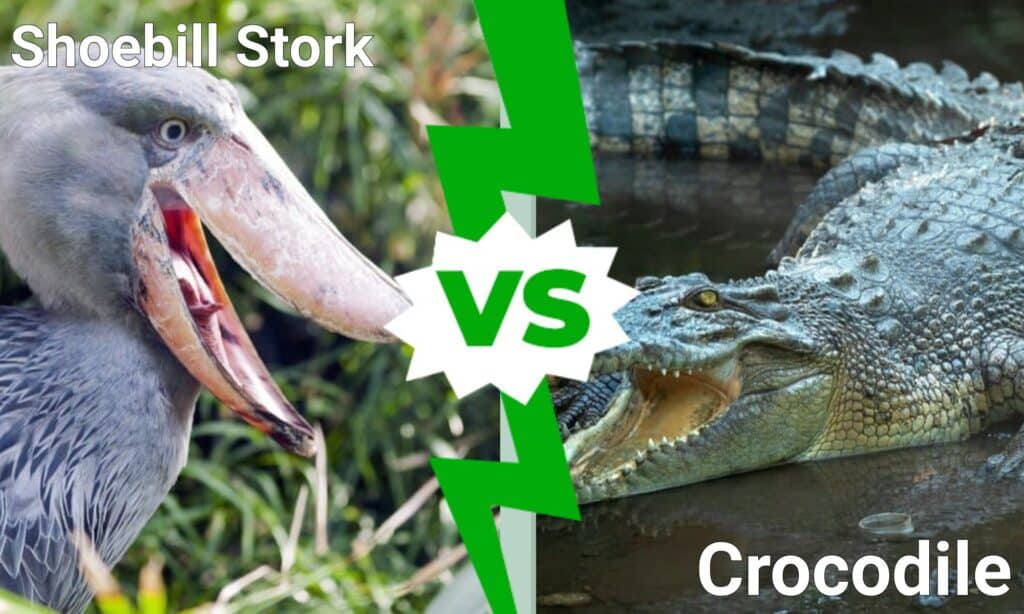 Do Shoebills Eat Crocodiles  