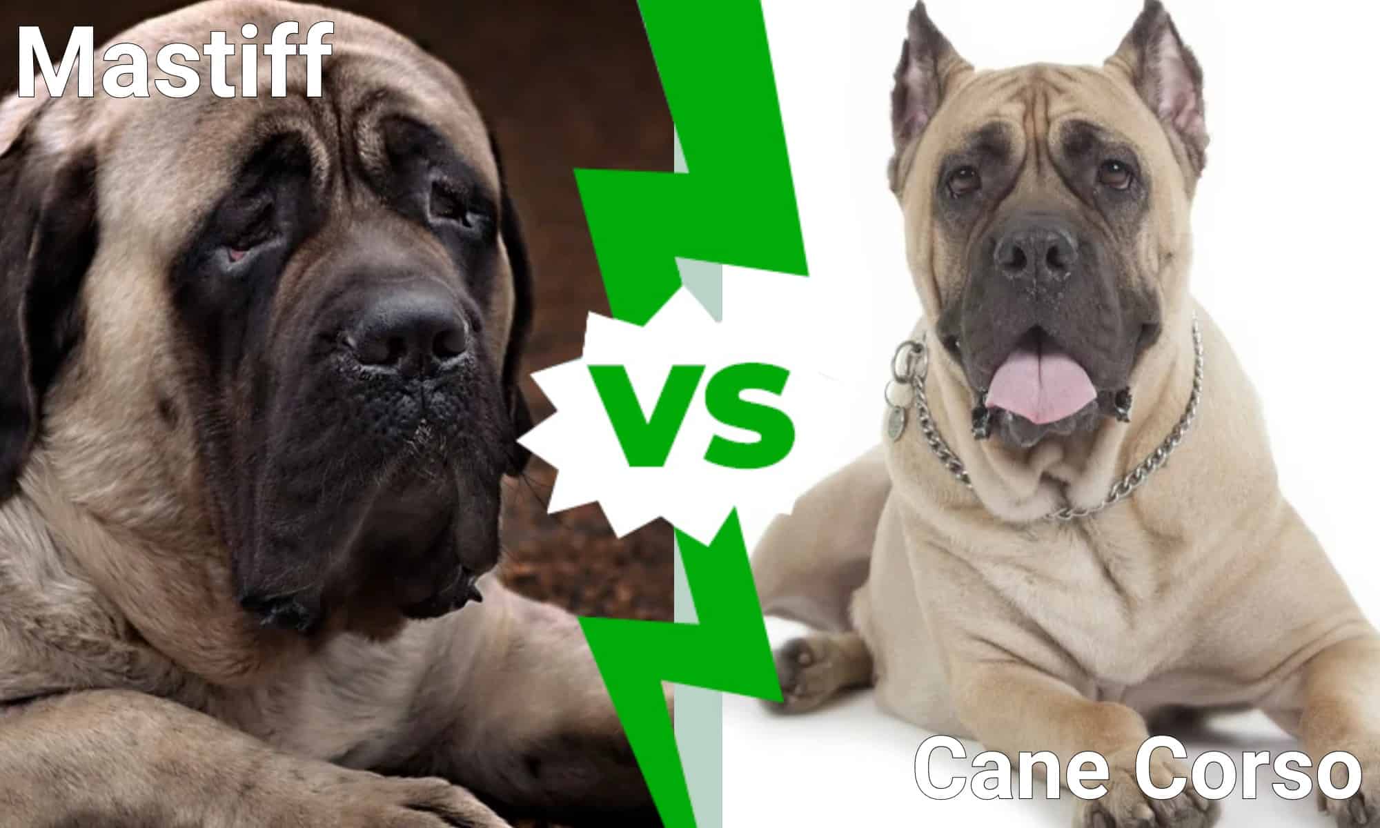 French mastiff vs cane corso