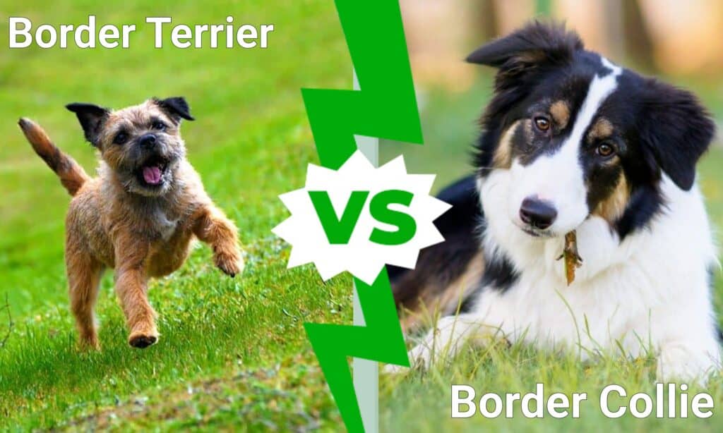 Border Terrier vs Border Collie