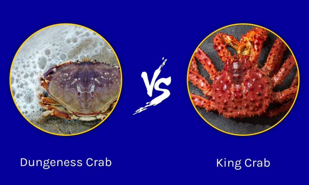 Dungeness Crab vs King Crab