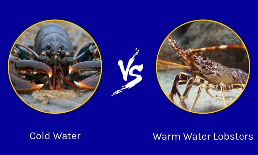 Cold Water vs Warm Water Lobsters