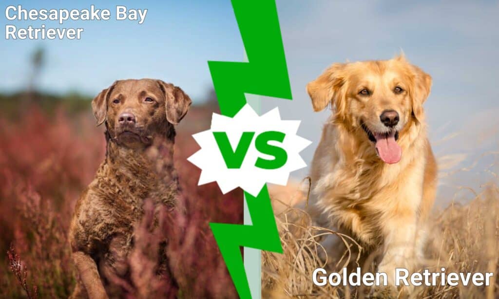 Chesapeake Bay Retriever vs Golden Retriever