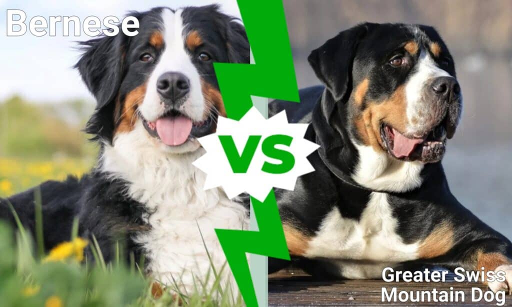 Bernese vs Greater Swiss Mountain Dog