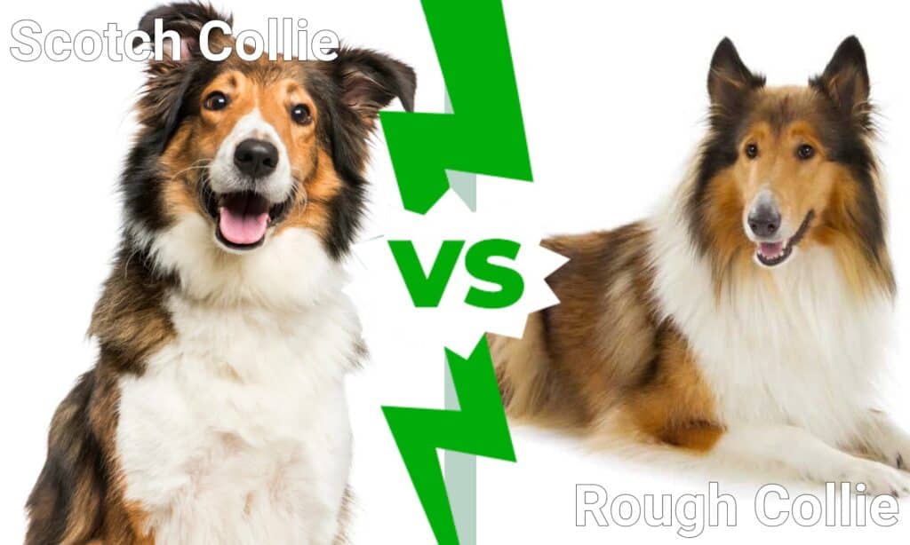 Scotch Collie vs Rough Collie