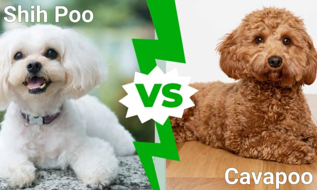Shih Poo vs Cavapoo