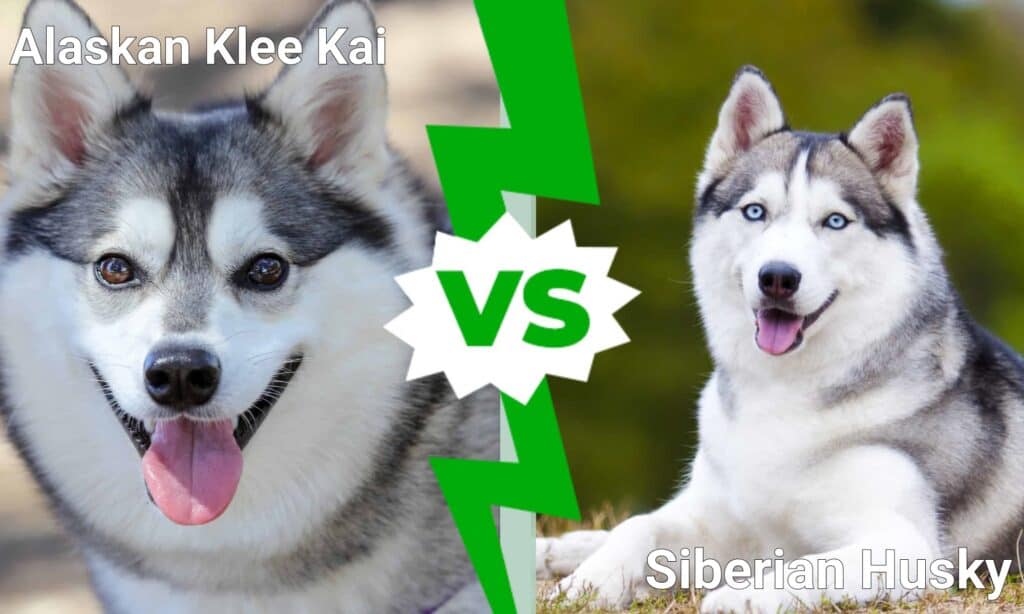Alaskan Klee Kai vs Siberian Husky