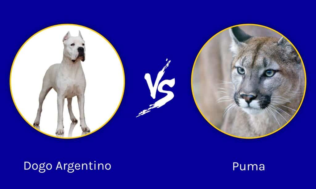 Dogo Argentino vs Puma: The Background on their - AZ Animals