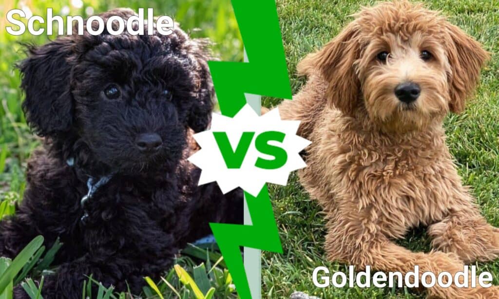 Schnoodle vs Goldendoodle