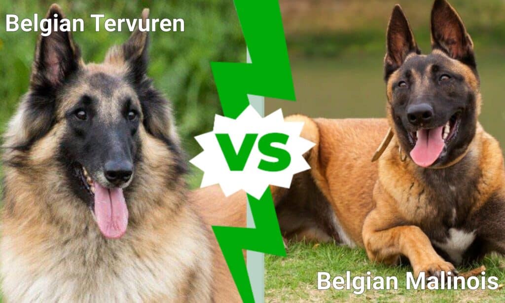 Belgian Tervuren vs Belgian Malinois