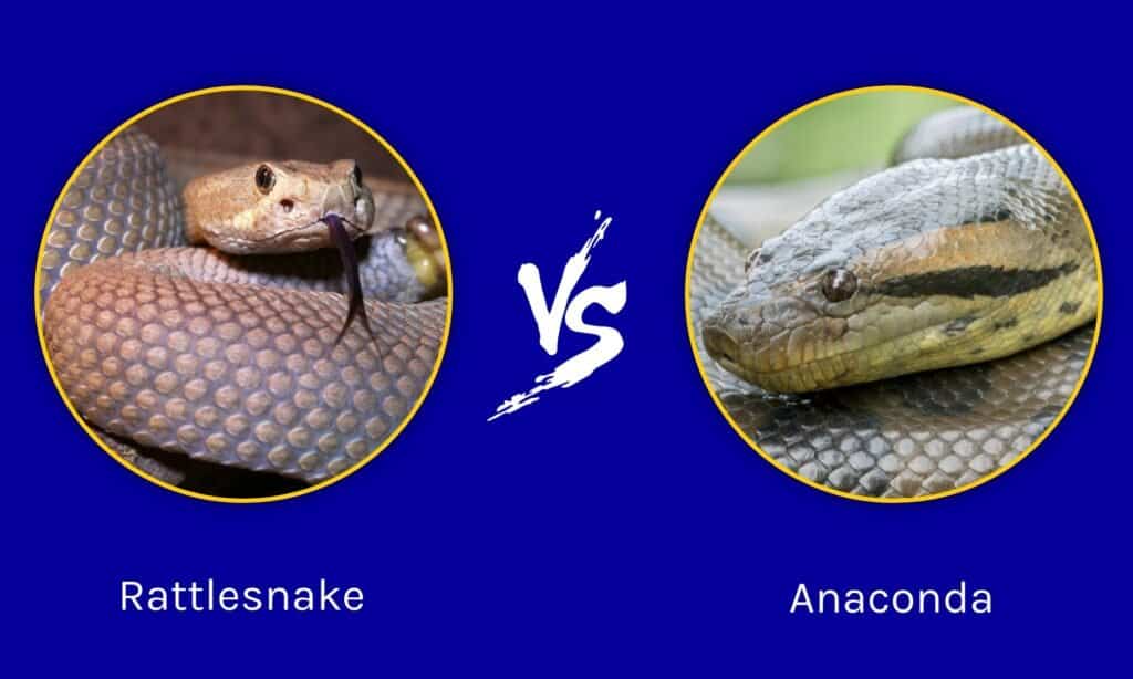 Rattlesnake Vs Anaconda