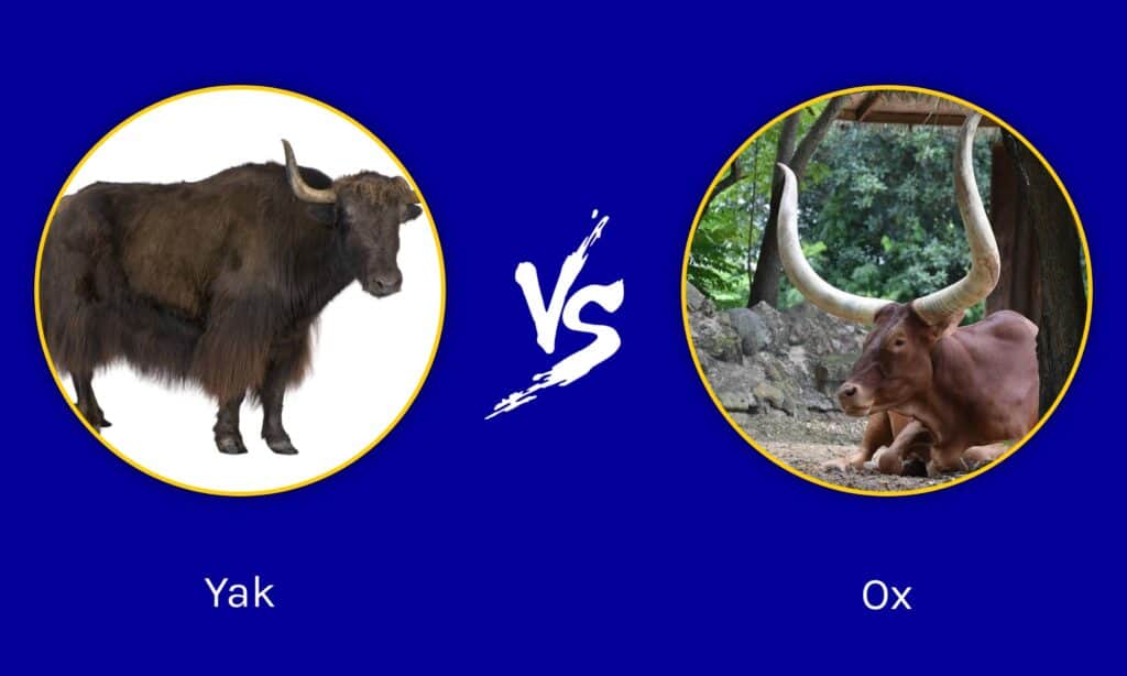 Yak Vs Ox Key Differences Explained A Z Animals   4e1b61005d3b30174aa40eef25641fa6dae50887 1024x614 