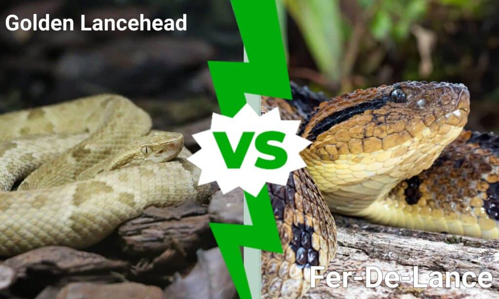 Golden Lancehead vs Fer-De-Lance