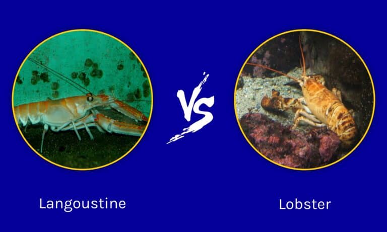 Langoustine vs Lobster: What Are The Differences? - A-Z Animals