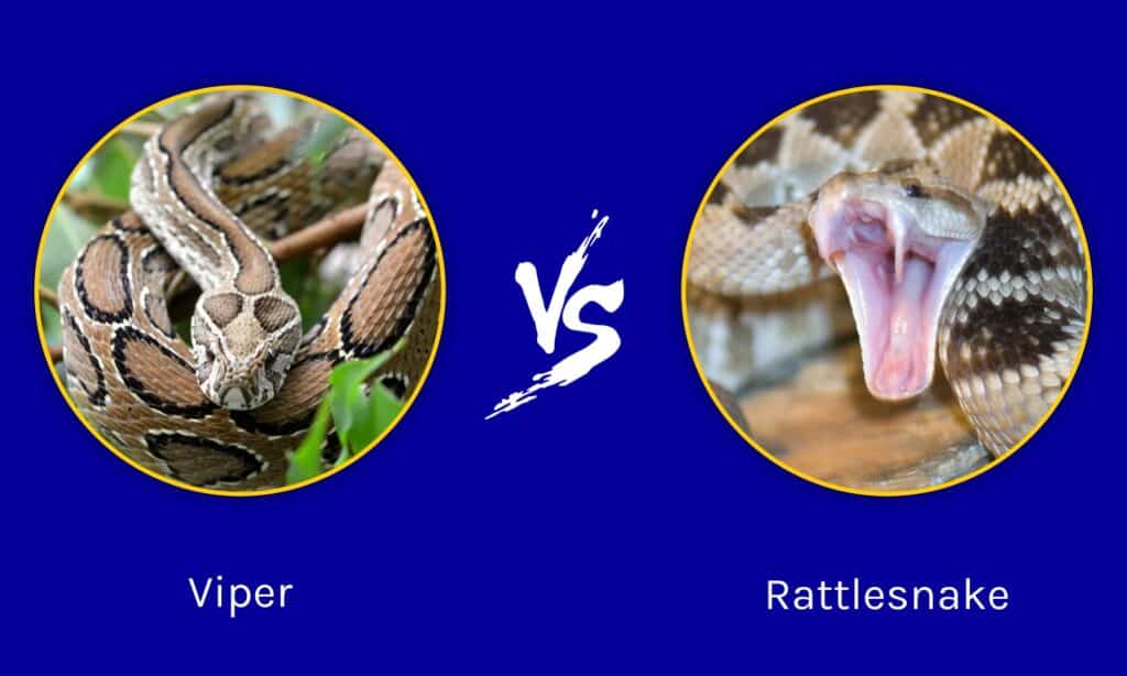 Is a Rattlesnake a Viper?