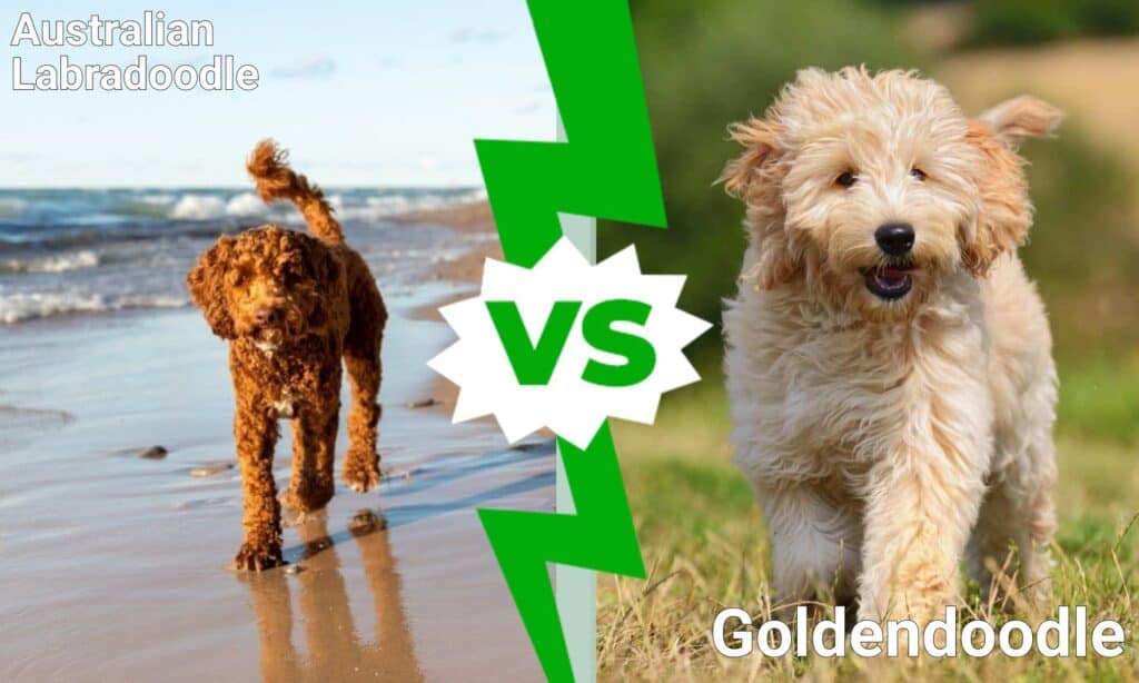 Australian Labradoodle vs Goldendoodle