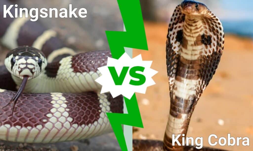 Kingsnake vs King Cobra