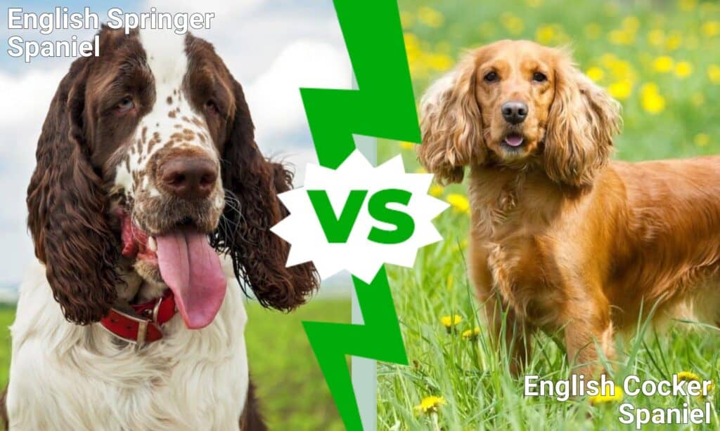 English Springer Spaniel vs English Cocker Spaniel