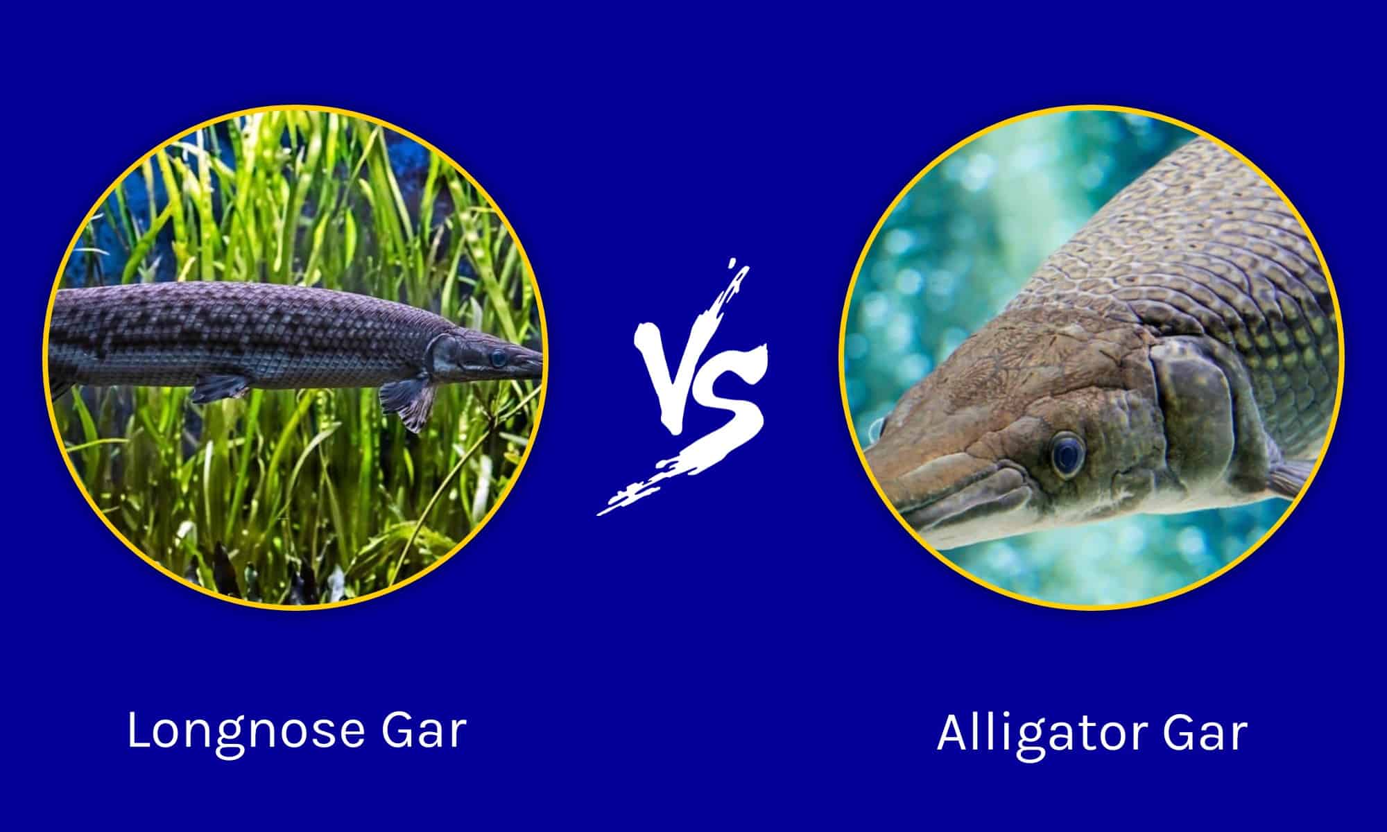 Longnose Gar Vs Alligator Gar: Are They Different? - A-Z Animals