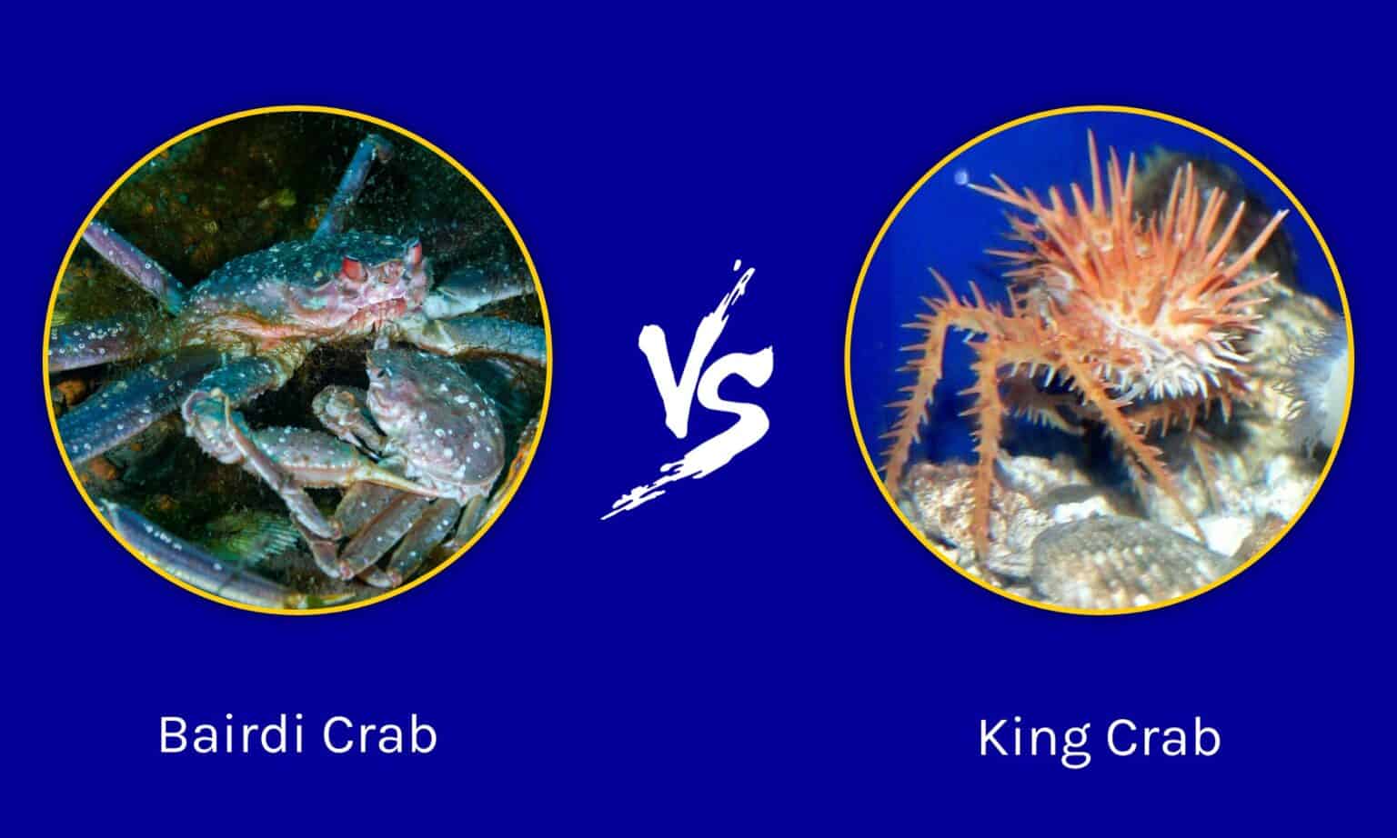 Bairdi Crab vs King Crab: What are 6 Key Differences? - AZ Animals