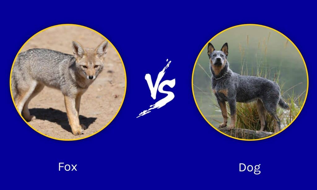 are foxes more intelligent than dogs