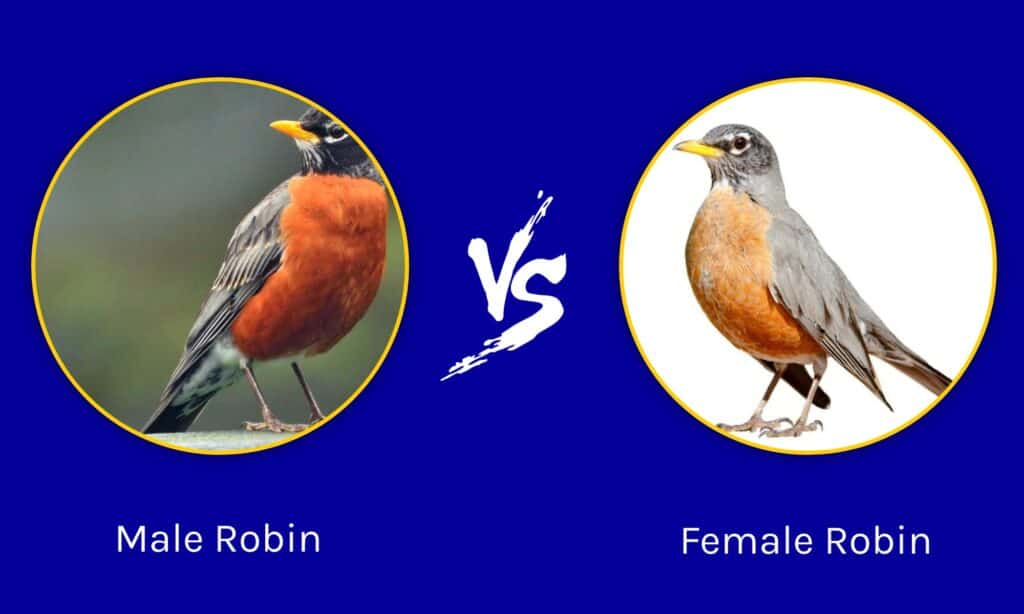 Male Robin vs Female Robin