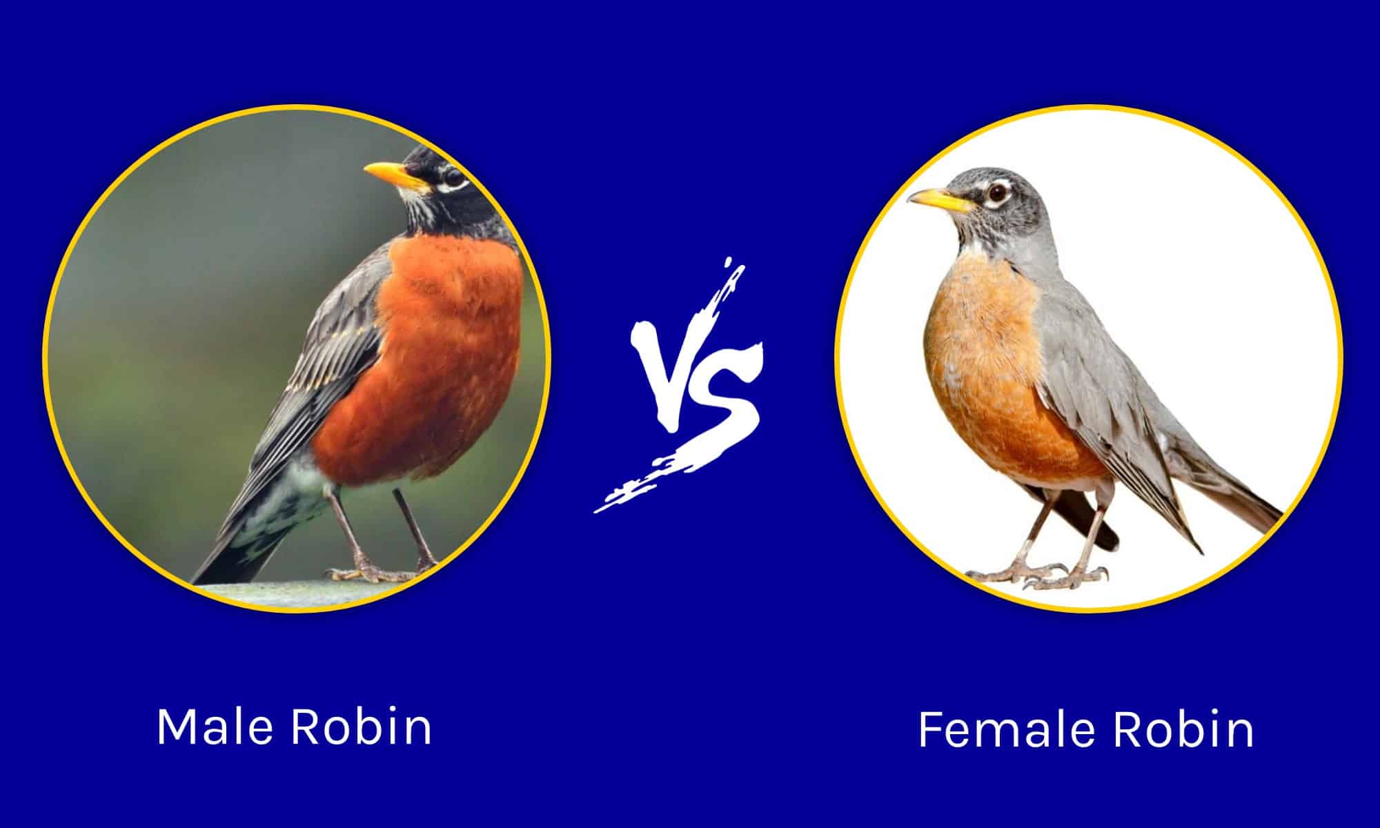 Male vs Female Robin What Are 3 Main Differences? AZ Animals