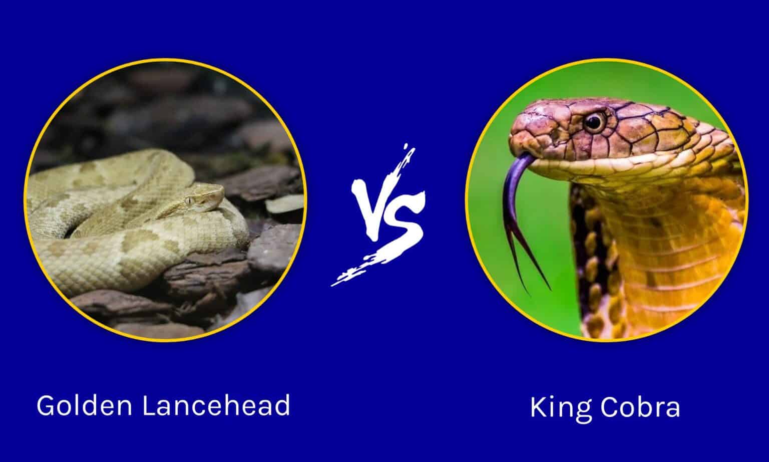 Golden Lancehead vs King Cobra: What Are the Differences? - A-Z Animals