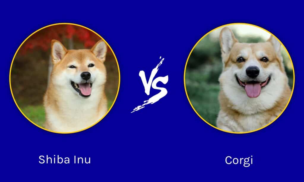 Shiba Inu vs Corgi: 5 Key Differences - A-Z Animals